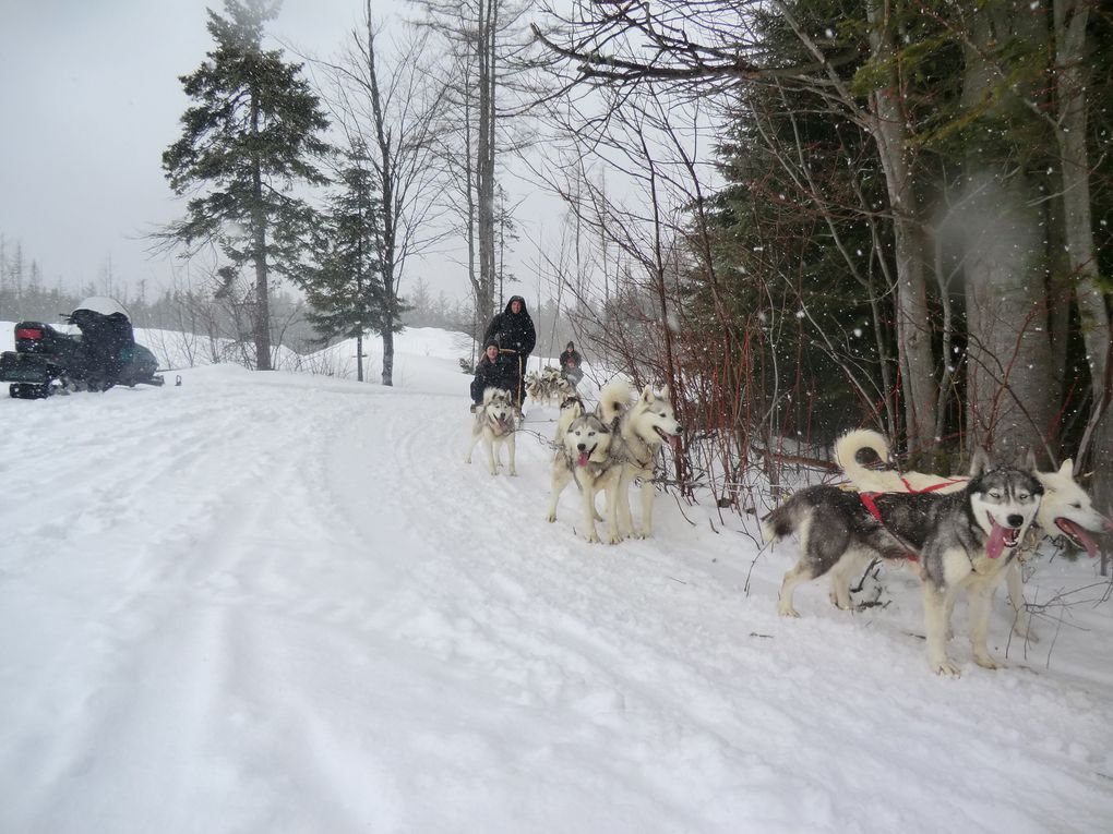 Igloo, moto neige et chien de traîneau ...