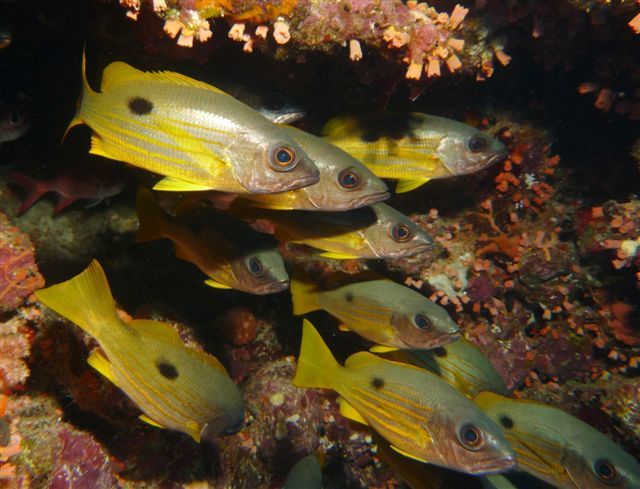 Album - macro et banc de poissons-egypte-2011