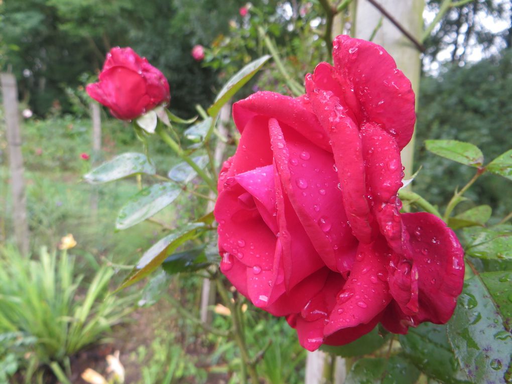 Doué la Fontaine et ses roses