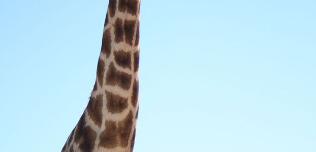 The giraffe takes the head