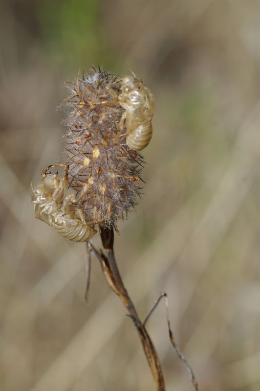 Album - Divers-insectes-2