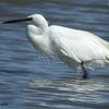 l'aigrette garzette