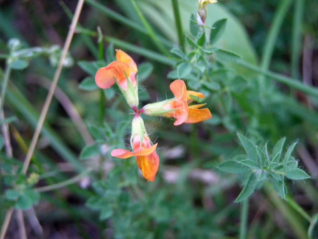 Flore estivale en Roussillon vallée du Vallespir