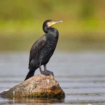 Les oiseaux aquatique : 4ème partie les oiseaux de mer 2