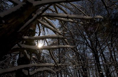 Balade hivernale par -10 avec vent du nord