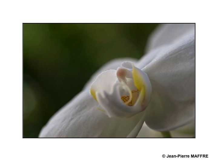 Des orchidées dans toute leur splendeur nous ravissent par la variété de leurs formes et de leurs couleurs.