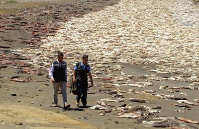 Panique au Chili: 10 000 calmars, 330 baleines, des pélicans, des pingouins et dauphins trouvés morts sur les côtes 