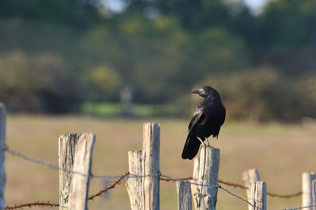 Corbeau freux (Corvus frugilegus).