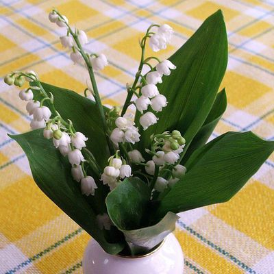 Le muguet : caractéristiques, histoire, poèmes et citations