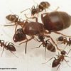 GYNE LASIUS EMARGINATUS AVEC 6 OUVRIERES