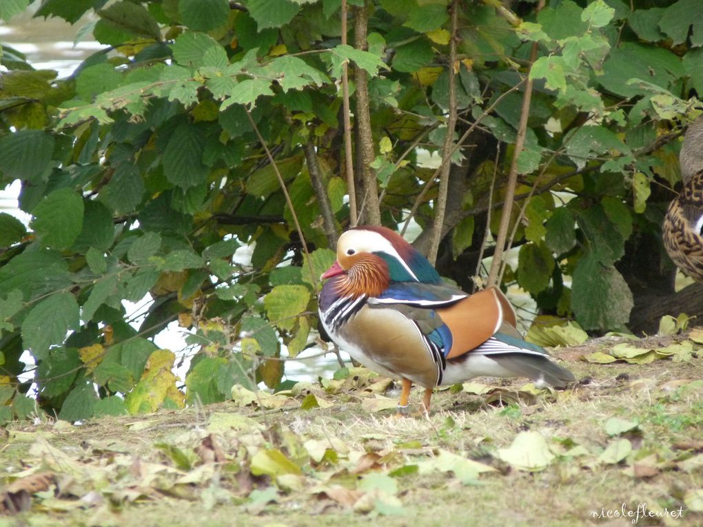 près de Lyon, une magnifique réserve d'oiseaux des 5 continents