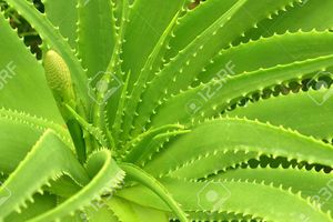 10 raisons de boire de la pulpe d'aloe vera ....2