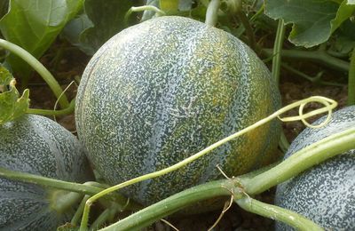 melon Petit gris de Rennes