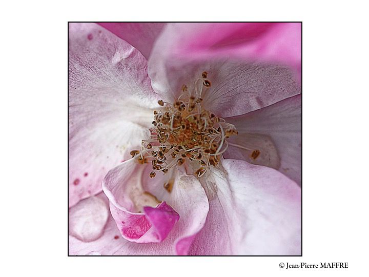 Pétales et sépales s'assemblent merveilleusement dans le cœur des roses.