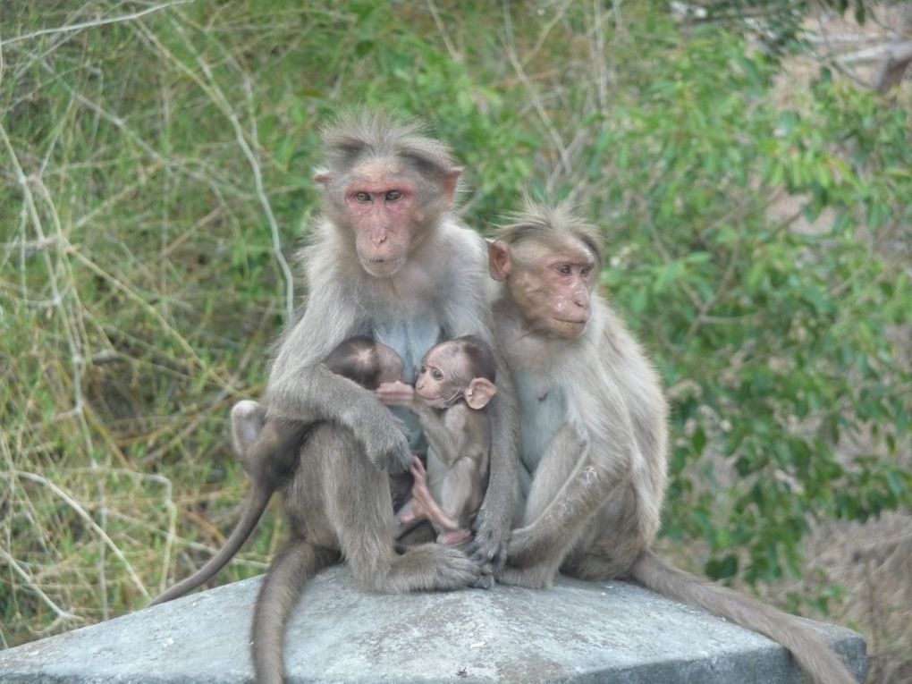 Album - Inde-du-Sud : Tamil Nadu, Kerala, Karnataka.