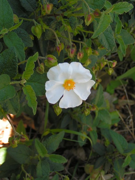 Un roi de la Garrigue : le Ciste.....