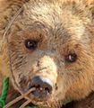 Pledge to Fight Bear Baiting and End Animal Cruelty - The Petition Site