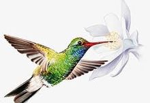 Colibris, le petit oiseau humaniste