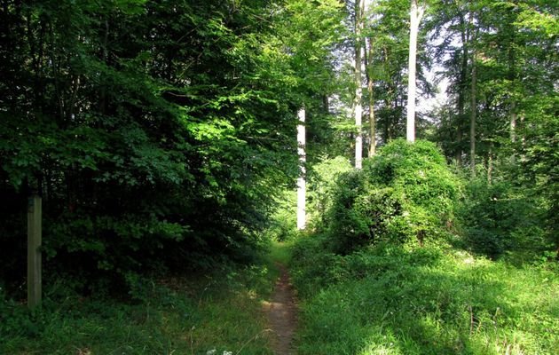 carrefour_Tournante sur la Tête Saint-Jean_Chemin des Plaideurs