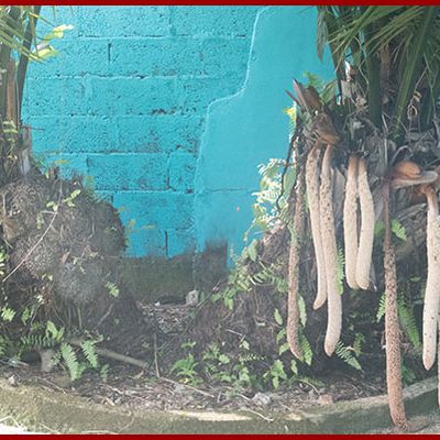 Tagua, l'arbre du Panama qui fournit l’ivoire végétal