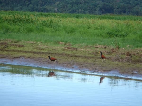 Album - Marais de Kaw