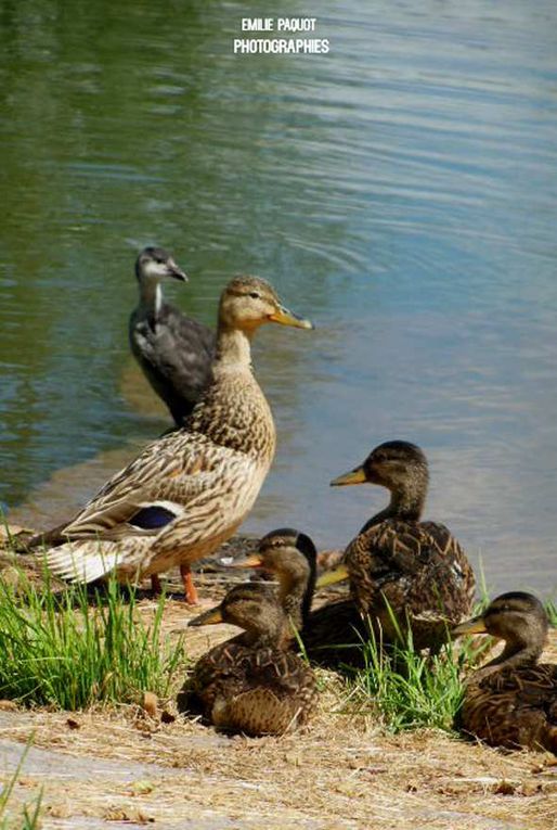 Photographies animalières...........