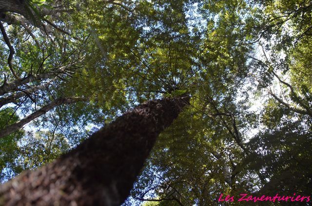 Wangarai et le début dui Parc des Kauri géants...