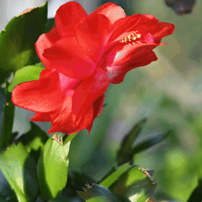 Dans un rayon de soleil ...