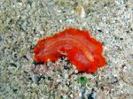 Voyage-plongée: Phrikoceros le ver plat, Little ruby flatworm