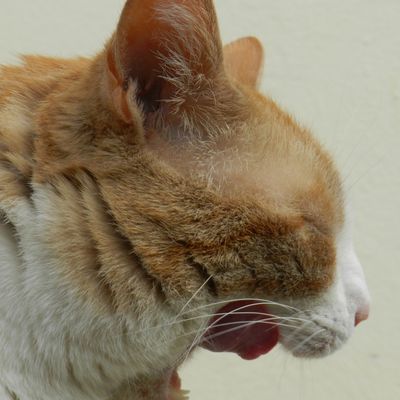 Bijoux, le chat de salon