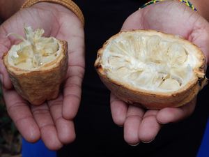 coco et cacao ! et la dernière photo : fruit de cajou et sa noix