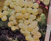 #Muscat Producers Napa Valley Vineyards  California