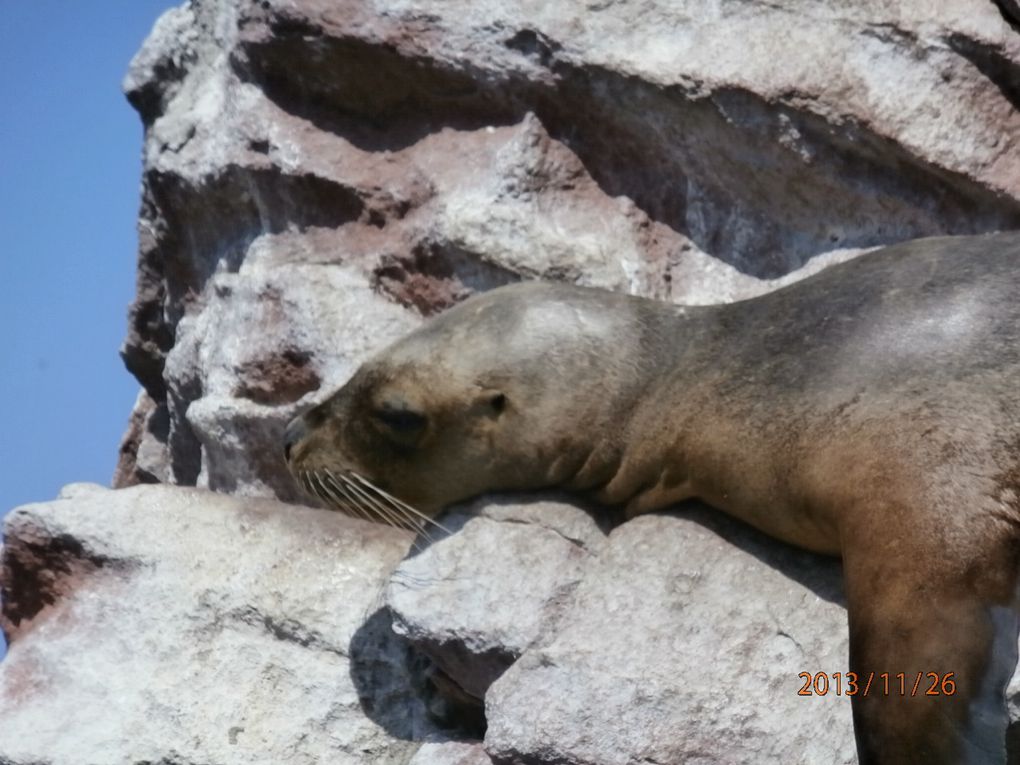 paracas-ballestas-huacachani-arequipa