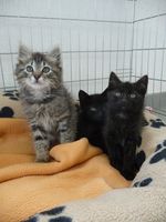 De nouvelles photos des chouchous de Mélanie à adopter