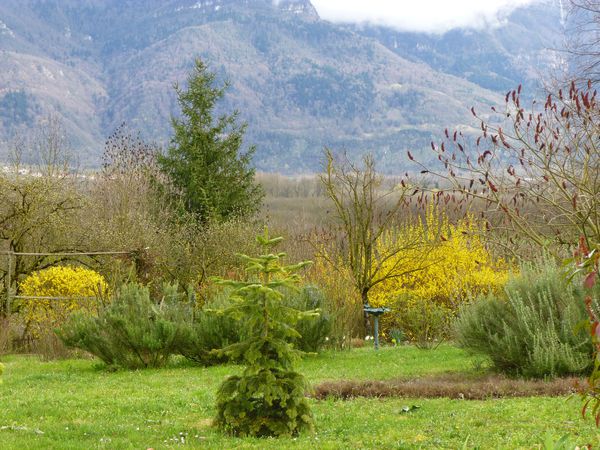 31 mars 2013, une orgie de forsythias