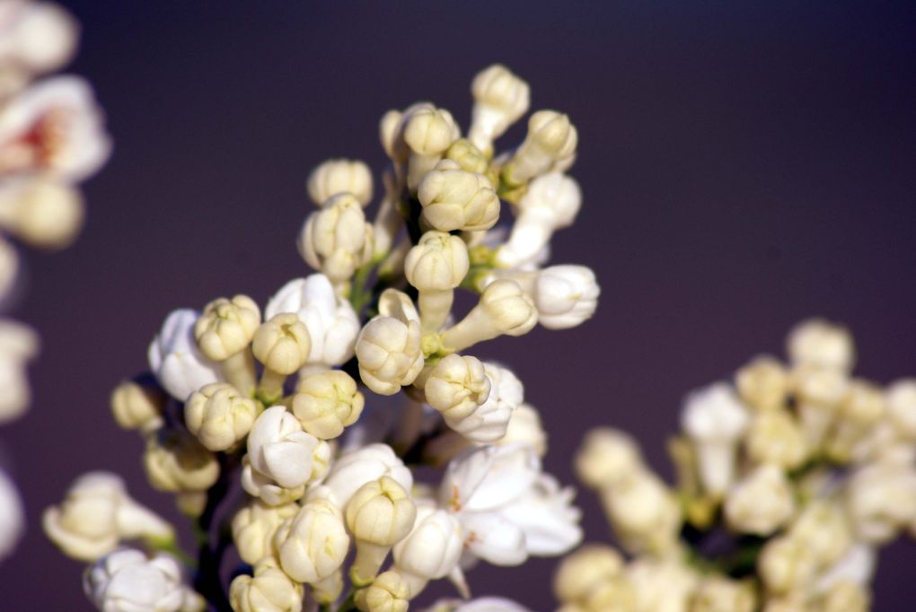 Fleurs de printemps de mon jardin ou des jardins de mes amies...