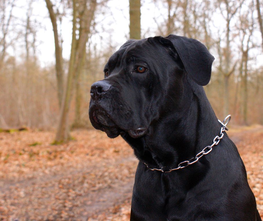 Album - Cane corso 09 mois (6 photos)