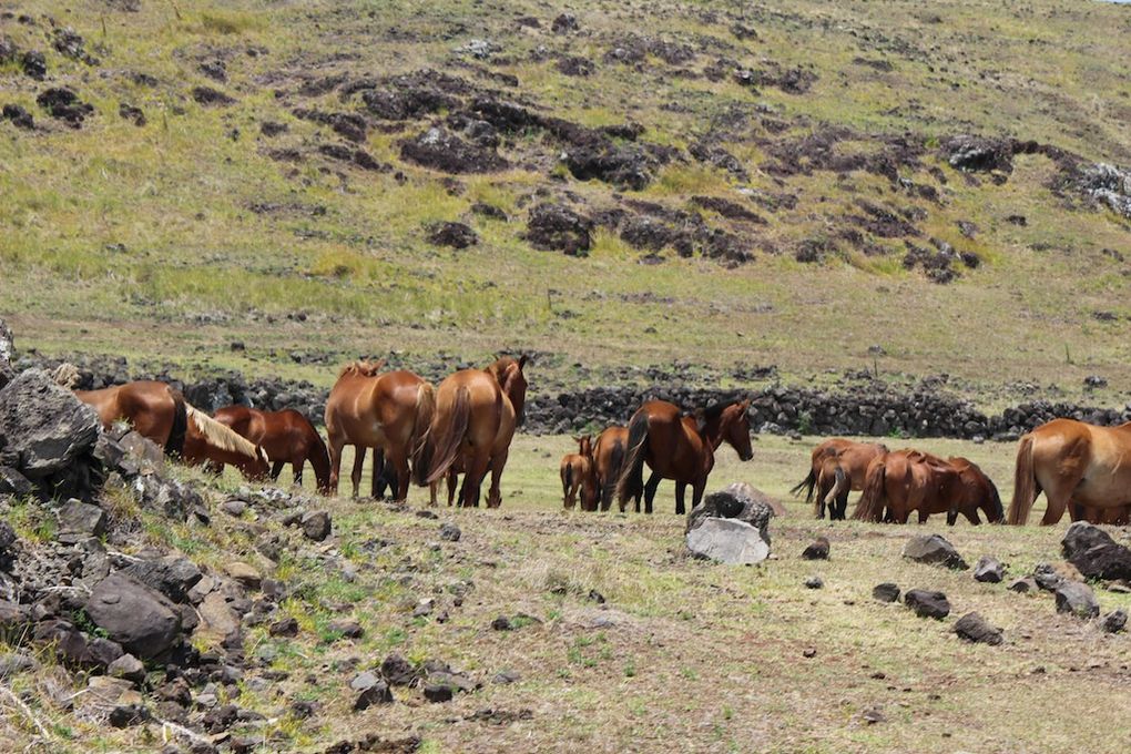 Les chevaux