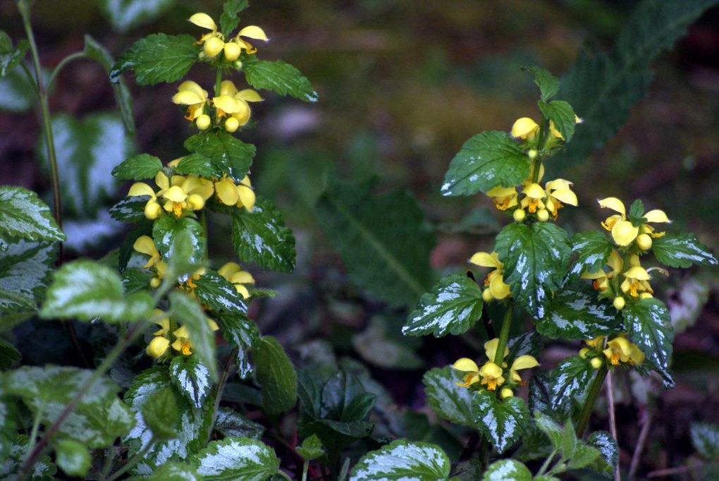 Fleurs et plantes diverses