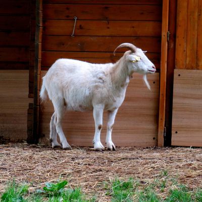 Les chèvres de la mini-ferme du parc Corbière, Le Pecq (Yvelines)