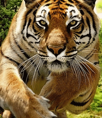 Les potes société Island-Canines&Végétales