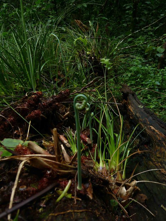 La forêt mésophile "de la Brume", un écosystème riche en biodiversité - notre 1ère sortie en forêt tropicale - 17 avril 2010