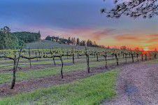 #White Sangiovese Producers Sierra Foothills Vineyards California 