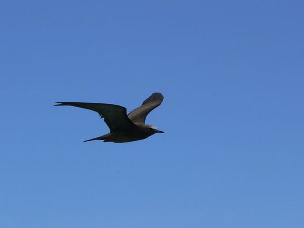 Pour l'ann&eacute;e 2006, l'association Nature &amp; Patrimoine a comptabilis&eacute; 42 oiseaux nicheurs :&nbsp; 19 indig&egrave;nes et 23 introduits. A travers les fiches Patrimoine &agrave; pr&eacute;server, nous vous proposons ici de d&eacute;couvrir les esp&egrave;ces end&eacute;miques de La R&eacute;union, puis les esp&egrave;ces indig&eacute;nes et enfin les fiches&nbsp; introduites.