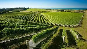 Chenin Blanc Producers Hawke s Bay Region Vineyards  New Zealand 