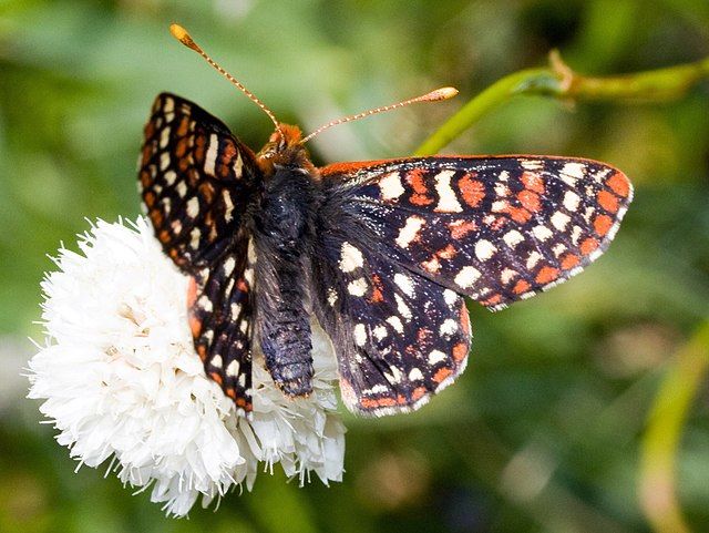 l’Euphydryas editha
