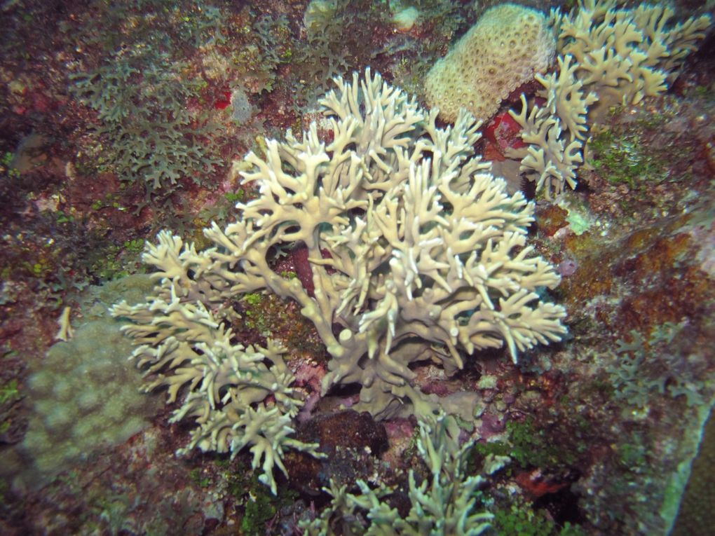 Quelques uns des merveilleux coraux de St Barth