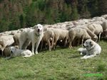 Loups Vosgiens: Le premier Patou, presque en place!