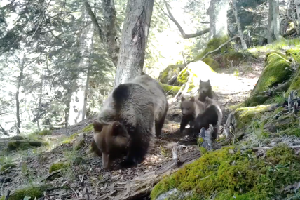 Pyrénées : les images de l'ourse Sorita et ses trois petits