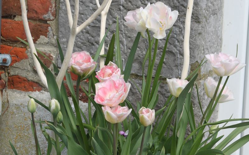 Pétales de roses